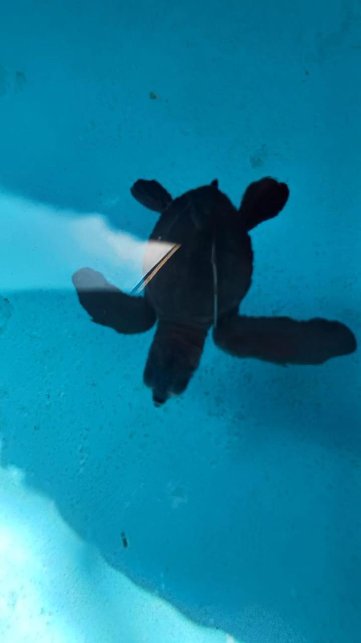 The Beach Bungalows & Turtle Sanctuary Pemuteran Exterior foto